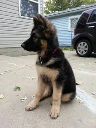 Black And Red German Shepherd Puppies For Sale In Nj Miniature German Shepherd Full Grown Miniature German Shepherd Dogs And Puppies Australian Shepherd