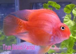 Maybe you would like to learn more about one of these? Is Your Parrot Fish Losing Its Color My Aquarium Club