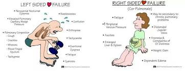 Health Assessment Chapter 19 Heart And Neck Vessels Diagram Quizlet
