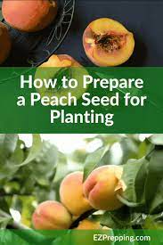 How To Prepare A Peach Seed For Planting Growing Peach Trees Growing Fruit Trees Peach Trees
