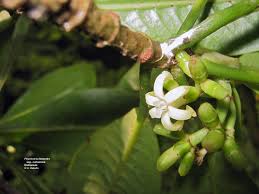Image result for Psychotria heterosticta