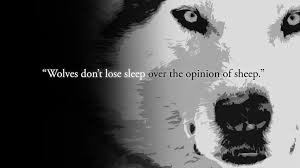 Wolves Don T Lose Sleep Over The Opinion Of Sheep Wolf Quotes Animal Quotes Wallpaper Quotes