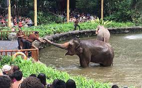 Singapore Zoo Tour Country Singapore Duration 1 Day Arrive At Singapore Zoo Bird Park Start Your After In 2021 Singapore Zoo Activities In Singapore Singapore Tour