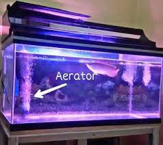 Ikan hias air tawar ini datang dari benua amerika tepatnya di perairan amazon. 10 Perlengkapan Aquarium Dan Fungsinya Untuk Ikan Hias