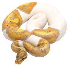 Explore 50 listings for exotic animals pets for sale south africa at best prices. Ultimate Exotics Sa S Leading Online Reptile Store