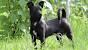 Fluffy Small Black Dog Breeds