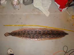 This section is for posting wanted and for sale ads for any and all salamnders & newts. Gaboon Viper