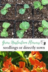 I find nasturtium seeds to be so easy and carefree that i can't bring myself to starting them indoors or in a seed starting kit/greenhouse like the ghetto greenhouse , newspaper pots , paper tube seed pots or even. Nasturtium Flowers From Seed Colors And Varieties Family Food Garden Nasturtium Flower Nasturtium Flower Seeds