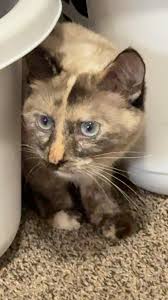 Mesa county lost and found pets