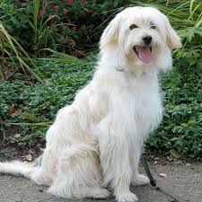 Une physionomie toujours en éveil, un air malin et méfiant, joints à une grande vivacité de mouvement, lui donnent une allure caractéristique â nulle autre pareille. Berger Des Pyrenees Chiens Anipassion