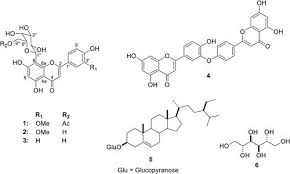 Image result for Ochna afzelii