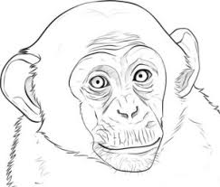 How to draw a monkey. How To Draw Monkey Step By Step For Kids And Beginners