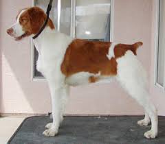 What kind of temperament and personality does the brittany have? Brittany Grooming