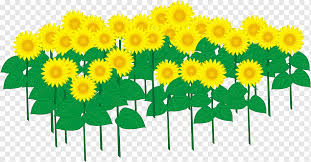 What are you looking for? Common Sunflower Cartoon Cartoon Sunflower Cartoon Character Sunflower Grass Png Pngwing