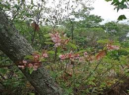 Image result for Baphia massaiensis