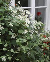 We did not find results for: Clematis Paul Farges Clematis Fargesii Paul Farges Clematis Potaninii Var Potaninii Paul Farges Farges Clematis Plant Lust