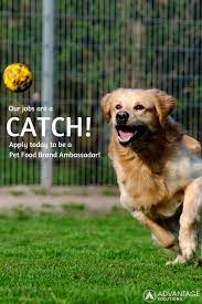 Covance by labcorp helps to develop new drugs, medical devices a. Turn Your Passion For Pets Into A Paycheck Applytoday To Be A Pet Food Brand Ambassador Dog Training Treats Dog Training Best Dog Training
