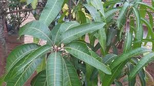 Check spelling or type a new query. Ciri Ciri Daun Mangga Red Ivory Youtube