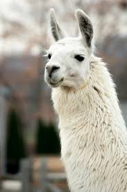 Large Llama At The Farm By Laura Duhaime Llama Pictures Llama Animals Beautiful