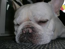 Black french bulldog boston terrier mix. What You Should Know About The French Bulldog Boston Terrier Mix Ultimate Home Life