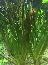 Image result for Blyxa aubertii