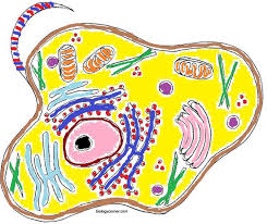 Animal Cell Coloring Animal Cell Color Worksheets Candy Coloring Pages