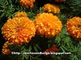 Bunga marigold memiliki nama latin tegetes erecta, namun di beberapa wilayah di indonesia, bunga ini juga dikenal dengan nama bunga tahi ayam. Jom Tanam Bunga Bunga Tahi Ayam Marigold Ke Lantana Camara