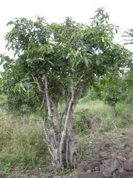 Image result for Ehretia cymosa