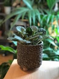 Image result for Saintpauliopsis