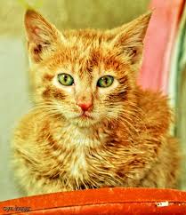 Kirli Sarman Kedi Kedi Fotograf