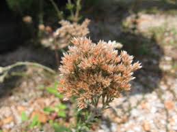 Image result for Polycarpaea corymbosa