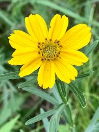 Image result for Argyrolobium macrophyllum