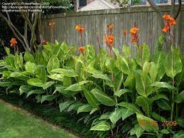 They are two names for the same variety. Orange Flowered Variegated Canna Lily Pretoria Native To Tropical And Subtropical Regions Of Th Tropical Landscaping Tropical Garden Design Balinese Garden