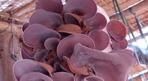 Kết quả hình ảnh cho hình ảnh mộc nhĩ