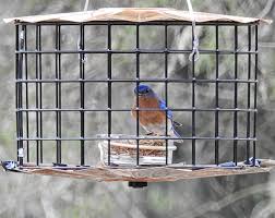 Squirrel buster plus (holds 5.1 pounds of. Erva Bluebird Mealworm Feeder Review Birdseed Binoculars