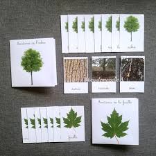 Cartes De Nomenclature Anatomie De L Arbre Et De La Feuille Carte Montessori Nomenclature Animateur Nature