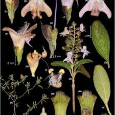 Image result for Premna tanganyikensis