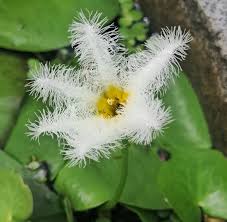 Image result for Menyanthaceae