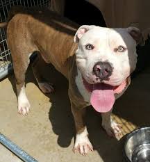 Clayton County Animal Control E-list Deadline August 29th