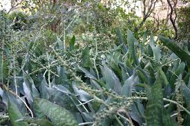 Image result for Sansevieria hyacinthoides