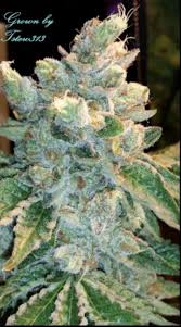 Triangle Mints Seed Junky Genetics Strain Info Growdiaries