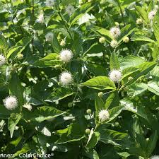 Sugar Shack Buttonbush Cephalanthus Occidentalis Plants Woodland Plants Big Plants