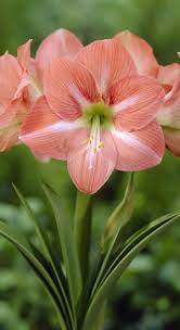 Pin On Amaryllis Flowers