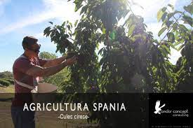 Contracte de munca, prin fortele de munca din… atenție: Agricultura Spania Cules Cirese Condor Concept Consulting Facebook