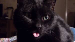 Once the cat begins to feel unwell, it will stick its tongue out to: Black Cat Sticking Out Tongue Youtube