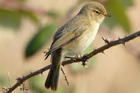 Vogelportrat Zilpzalp Nabu Vogelarten Naturnaher Garten Natur