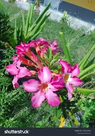 Image result for Adenium swazicum