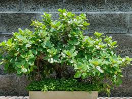 Image result for Grewia microcarpa