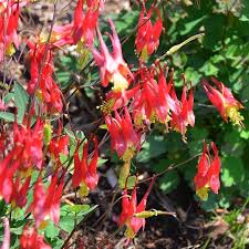 Chinese lantern (physalis alkekengi) is a truly fascinating plant. Aquilegia Canadensis Little Lanterns Little Lanterns Columbine High Country Gardens