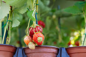 Bila kamu berminat untuk menanam tanaman buah dalam pot yang bisa berbuah cepat, jangan lupa untuk terus simak ulasannya berikut ini. 10 Jenis Tanaman Buah Dalam Pot Yang Cepat Panen Rumah123 Com